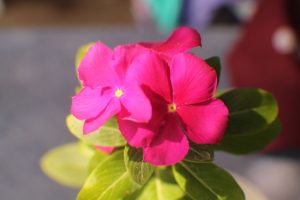 resized_IMG_4527