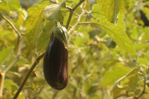 resized_IMG_4528