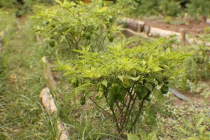 resized_IMG_4557