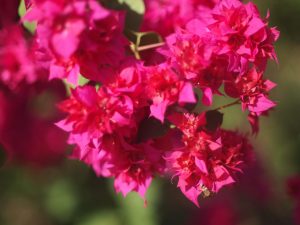 resized_P1012593